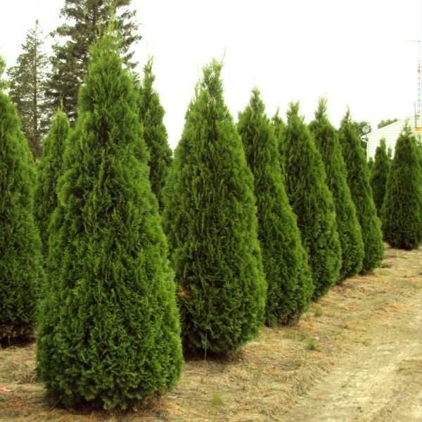 Растение Туя западная / Thuja occidentalis Smaragd (Spiral), С20