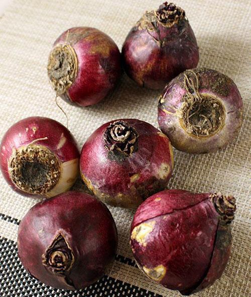 Цибулина Яскрава City of Haarlem 2 шт. 