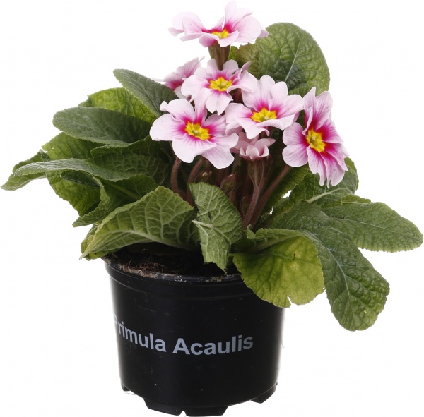 Растение комнатное Примула Acaulis 10/15