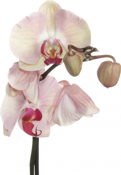 Рослина кімнатна Фаленопсис мікс 1 стовбур d12/90см