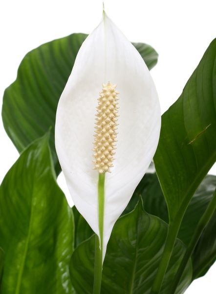 Растение комнатное Спатифиллум Мир 19x110 см