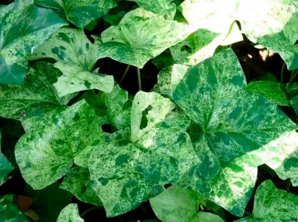 Растение Плющ обыкновенный Профессор Сенета/ Hedera helix Profesor Seneta C5