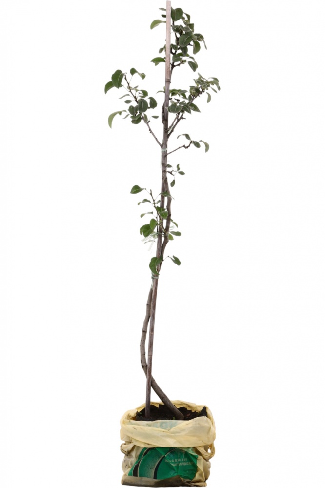 Саджанець Груша в асортименті 3 р (L.15)