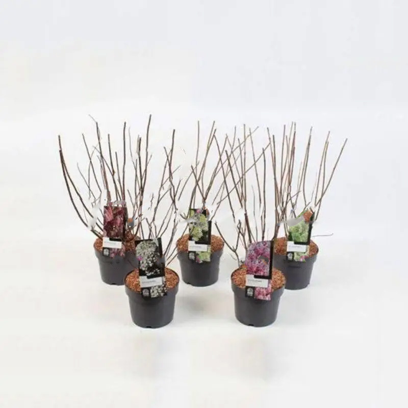 Растение Гортензия 19х50 Paniculata микс (саженцы)