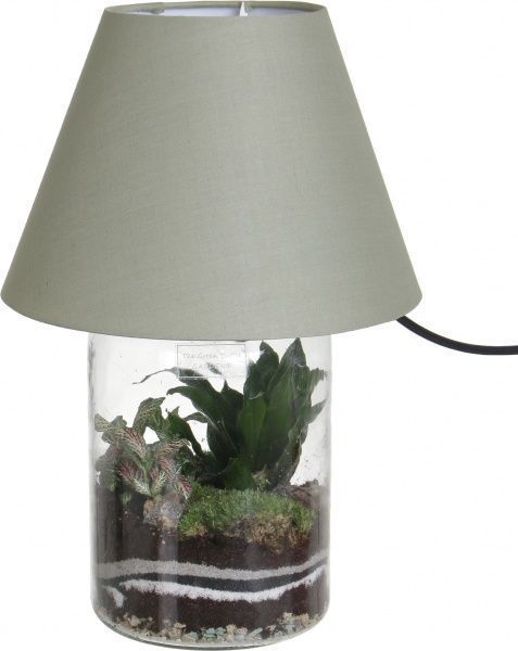 Растение декоративное Террариум в бра 27/40