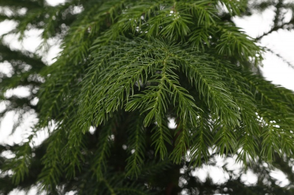 Рослина Араукарія 24//100