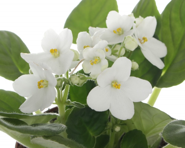 Растение Фиалка микс 12х/20 см