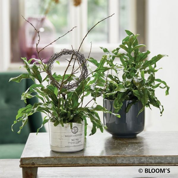 Кашпо керамічне Soendgen Bari 0199-0016-2717 круглий 3,5 л коричневий 