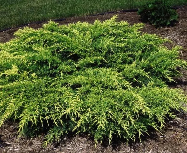 Рослина Ялівець середній Коспакта С3 D20-25