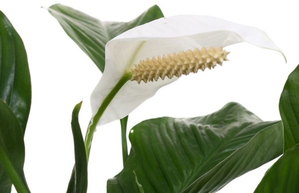 Растение комнатное Спатифиллум Мир лауреатам 24x100 см