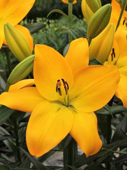 Луковица VWS EXPORT – IMPORT OF FLOWERBULBS B.V. лилии ЛА Мурано 1 шт. 