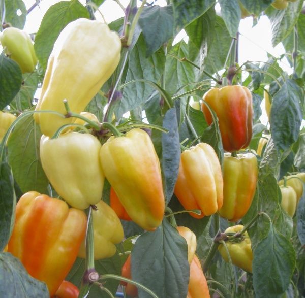 Семена Професійне насіння перец Барби F1 8 шт. (4820176693716)