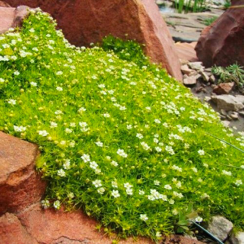 Рослина Моховинка шилоподібна С1