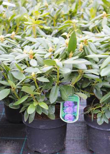 Растение Рододендрон 14х30 микс (уличный)