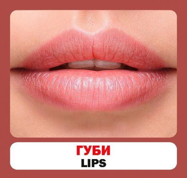 Книга «Навчальний посібник. Частини тіла»