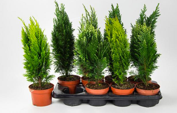 Растение Хвойные растения микс d13/h45