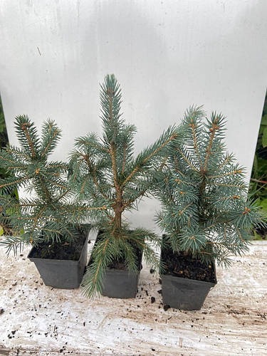 Растение Ель колючая Picea pungens var.'Glauca Majestic' 60L h-170+ см
