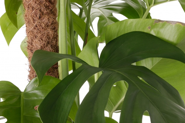 Растение комнатное Монстера 24/120