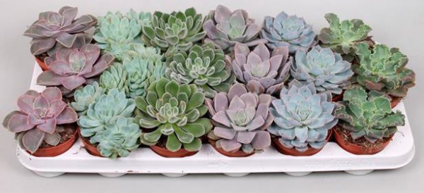 Рослина Ехеверія мікс 8х5\10 см