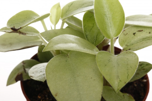 Рослина кімнатна Плантмікс 09//20