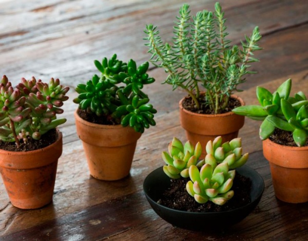 Рослина кімнатна Седум мікс d5,5/h8