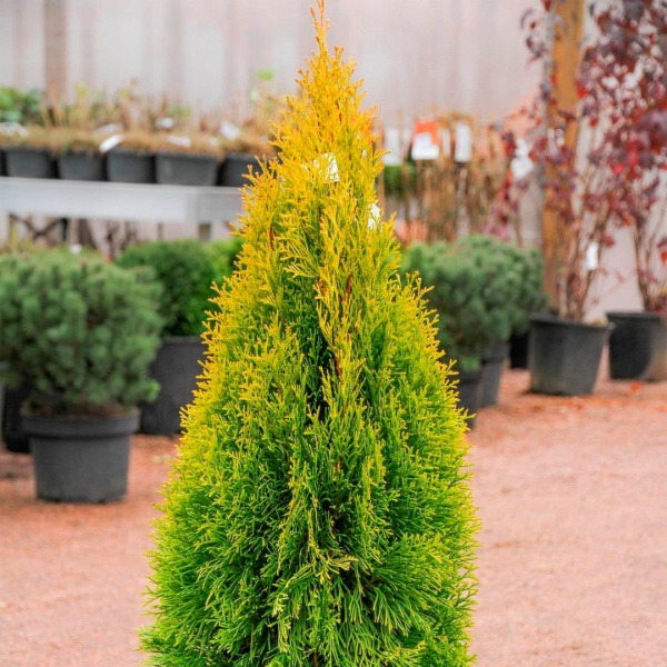 Растение Туя западная Голден Энн/Thuja occ. 'Golden Anne' С7.5/Н10