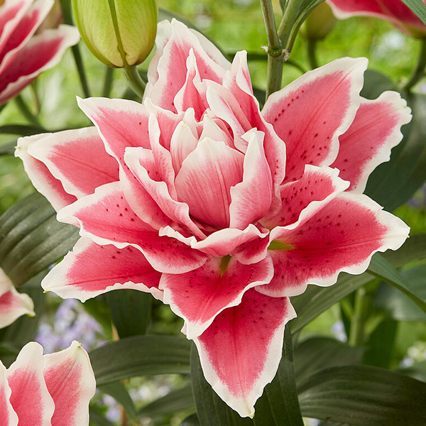 Луковица Яскрава Лилия Roselilly Samantha 1 шт.