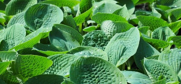 Растение Хоста Big Daddy