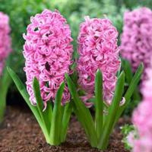 Луковица Гиацинт восточный Пинк Перпл 3 шт. 