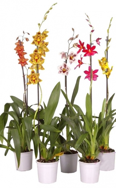 Растение комнатное Камбрия 70/12