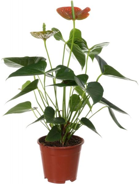 Растение комнатное Антуриум Andreanum красный 14x55 см
