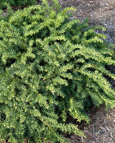 Растение Тис ягодный Репанденс С2-3