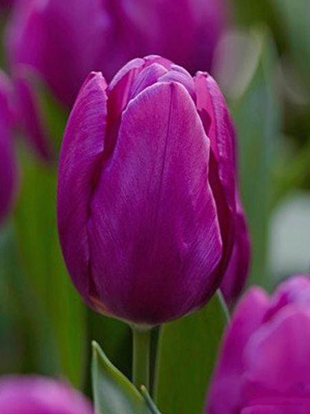 Луковица TUBERBULB Export B.V. тюльпана простого раннего Перпл Принс 3 шт. 
