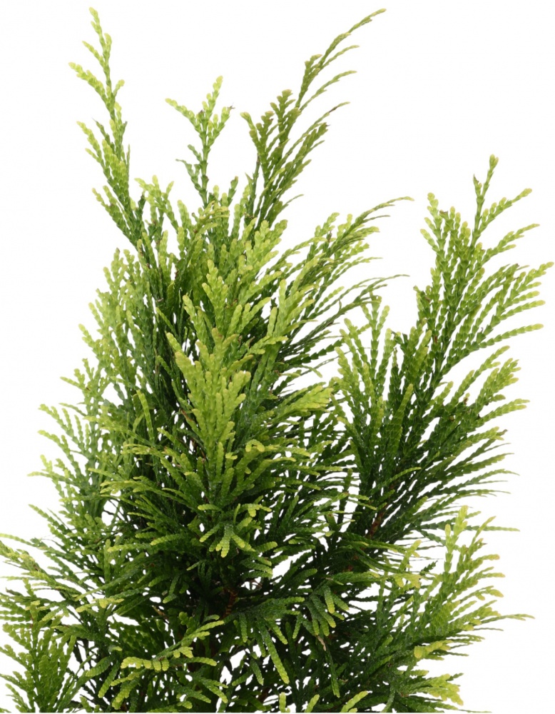 Растение Туя Forever Gold C3