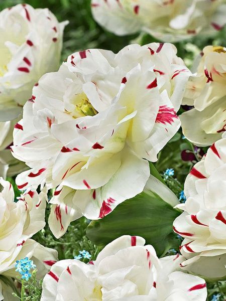 Цибулина TUBERBULB Export B.V. тюльпана повного пізнього Денслайн 3 шт. 