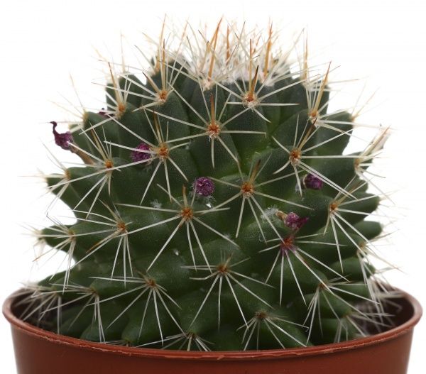 Рослина кімнатна Мамілярія 5х10 см