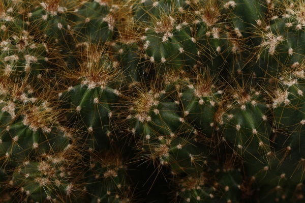 Растение Кактус микс d14/h20