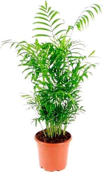 Растение Пальма Хамедорея 9/25