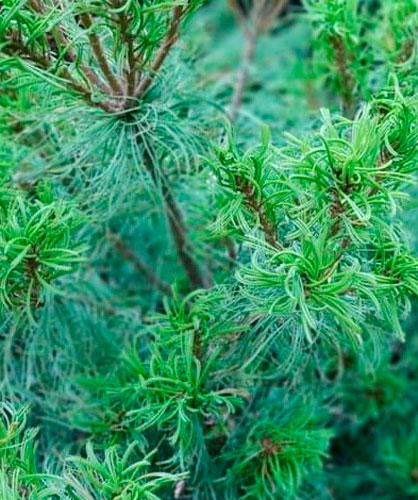 Растение Сосна веймутовая / Pinus strobus Tiny Kurls С5 Ра