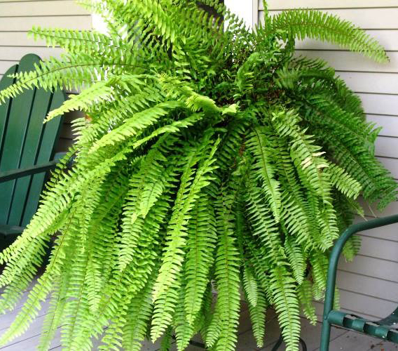 Рослина Нефролепіс Бостонієнсіс 12/25