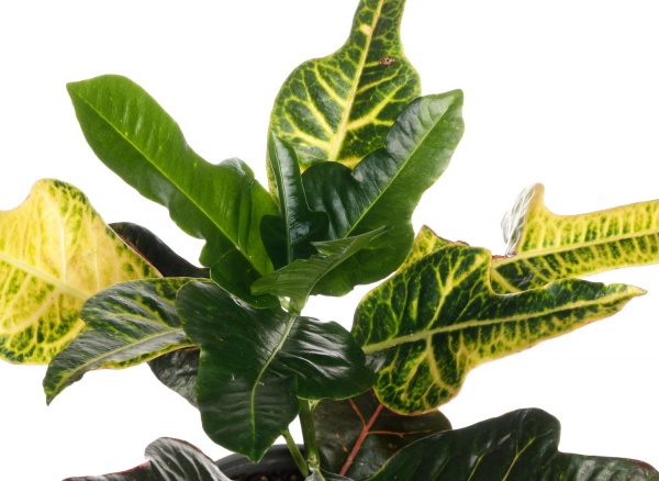 Рослина кімнатна Кротон Екселент 13/40