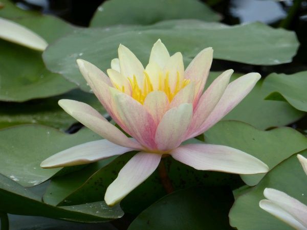 Рослина Нимфея Paul Hariot