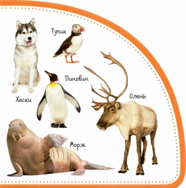 Книга Мария Жученко «50 первых слов: Животные. Смотрим и запоминаем» 978-966-942-068-8