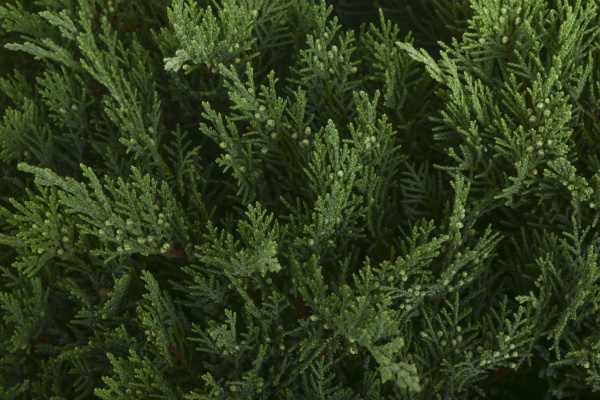 Растение Можжевельник казацкий Tam No Blight (V19-S23 60-70 C20)