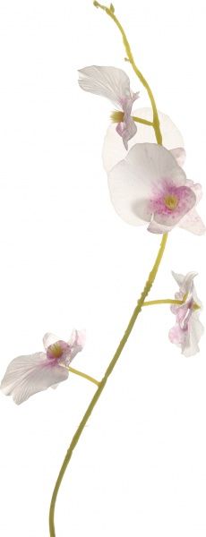 Растение искусственное Орхидея 5 веточек 88 см розовая Девилон