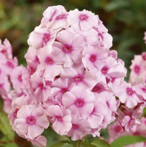 Корневище Яскрава Флокс Bright eyees 1 шт. 