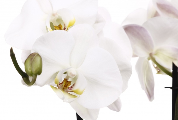 Растение комнатное Фаленопсис Королевский 15х90 см XXL 2 ствола