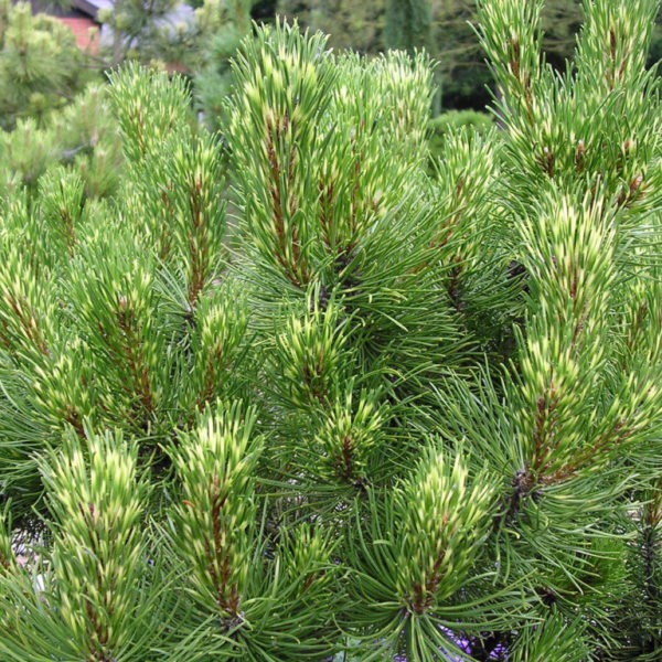 Растение горная / Pinus mugo Sunshine, С10 Ра