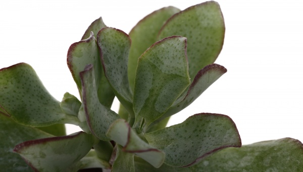 Рослина кімнатна Сукулент мікс 5х8 см