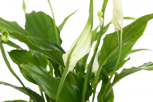 Растение комнатное Спатифилум 6x15